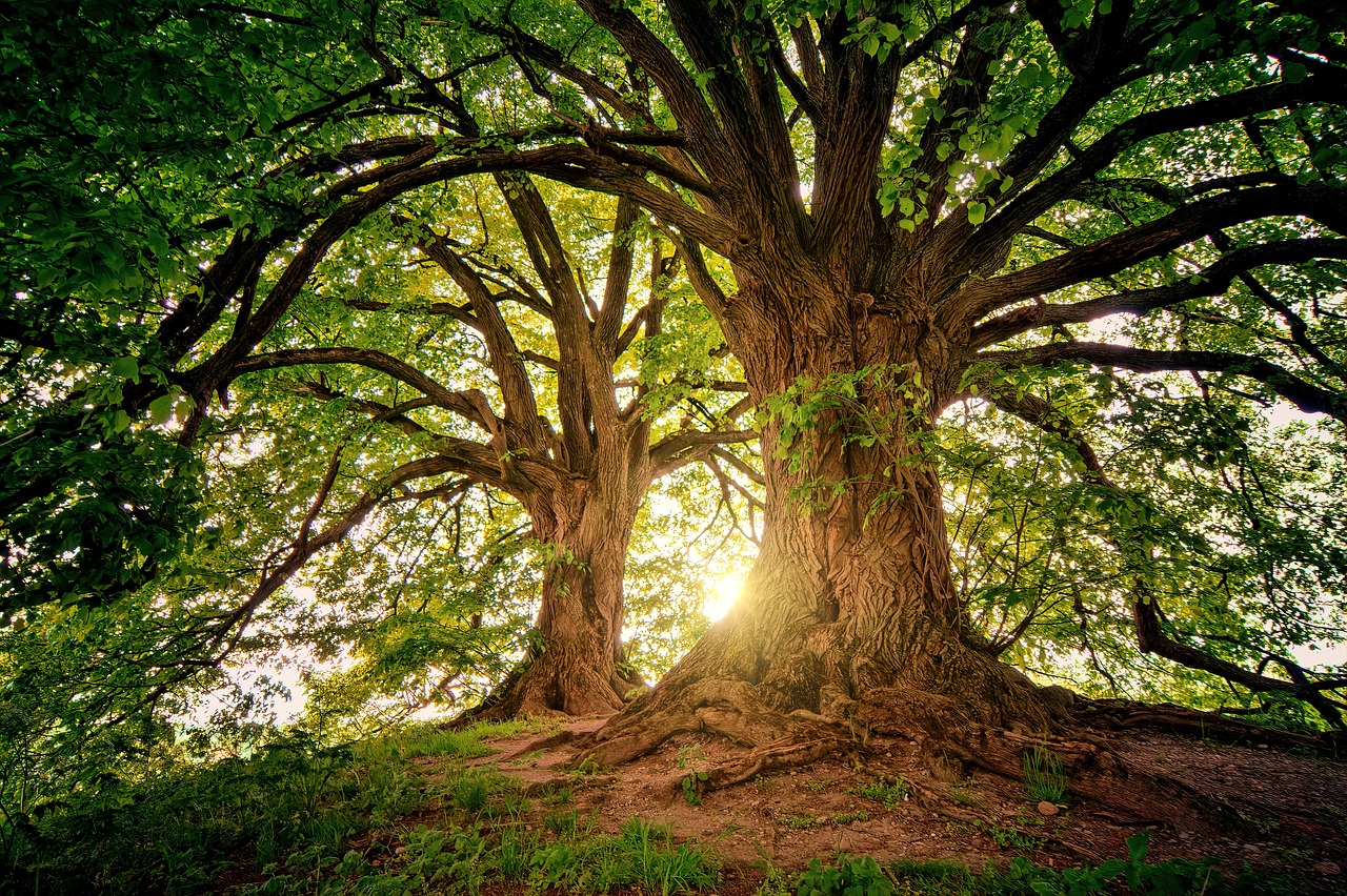 Zwie große starke Bäume stehen für die Umwelt und ESG